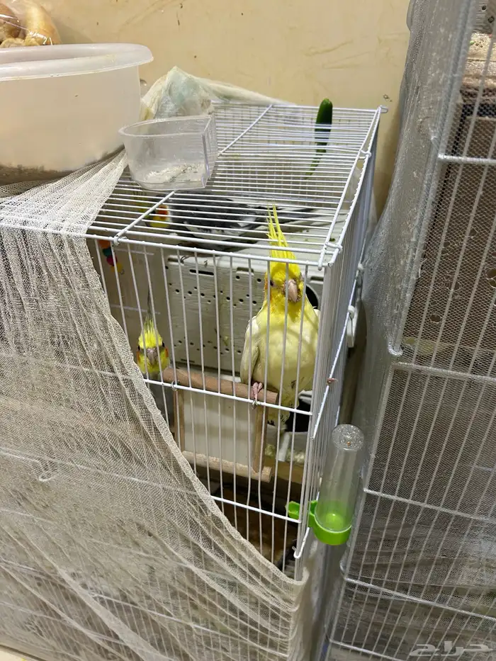 محمية طيور للبيع حمام كروان منتج 13