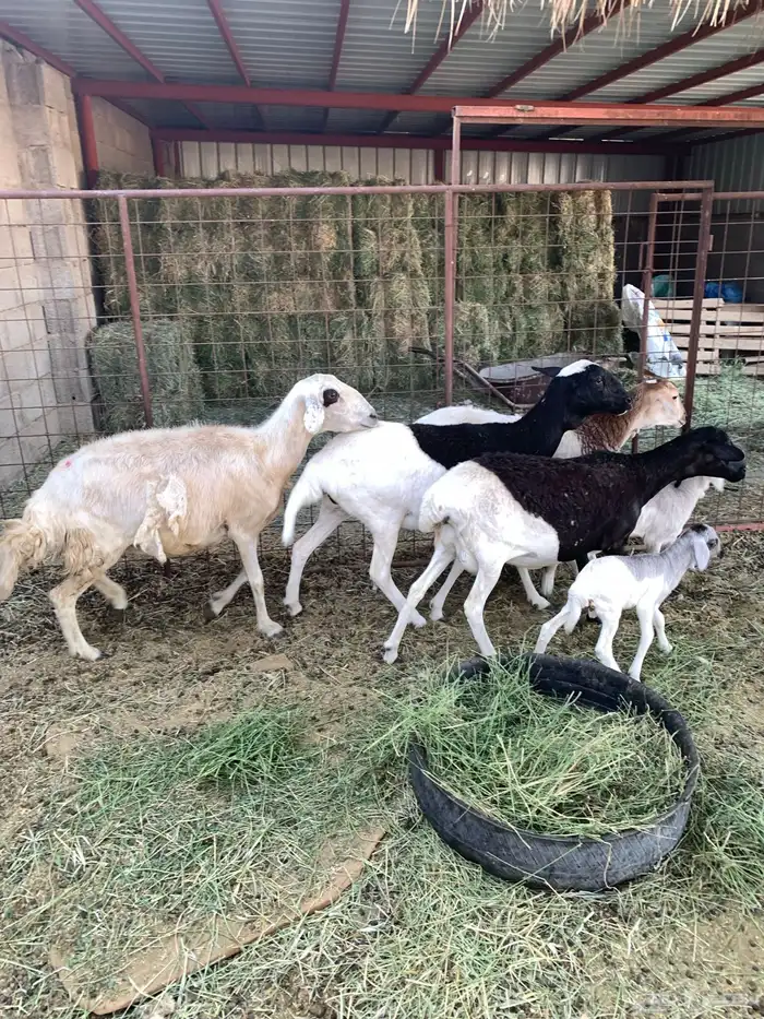 غنم ولد للبيع عدد 4 0