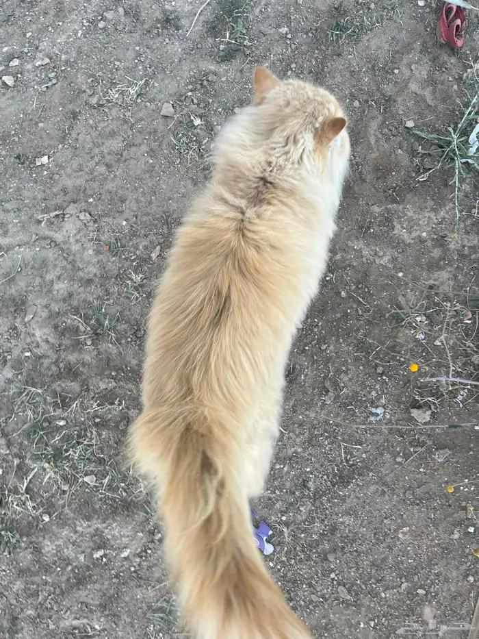 للبيع قطط شيرازيه 3