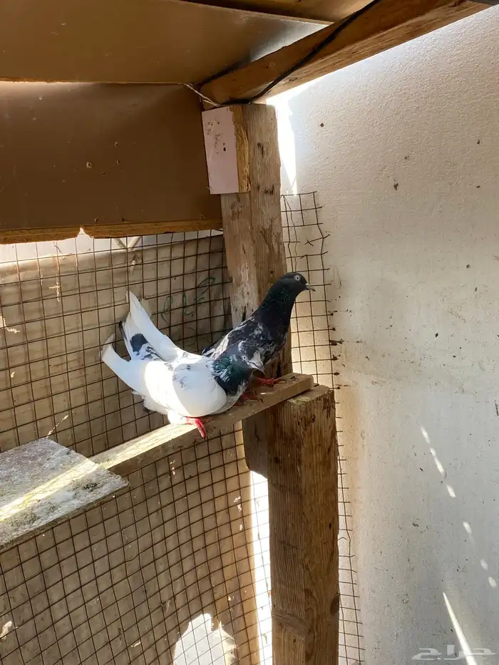 حمام بلدي وباكستاني للببع 3