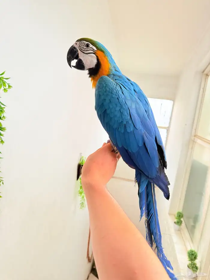 ببغاء مكاو اليف ولعوب ومتكلم عمر 10 شهور 0
