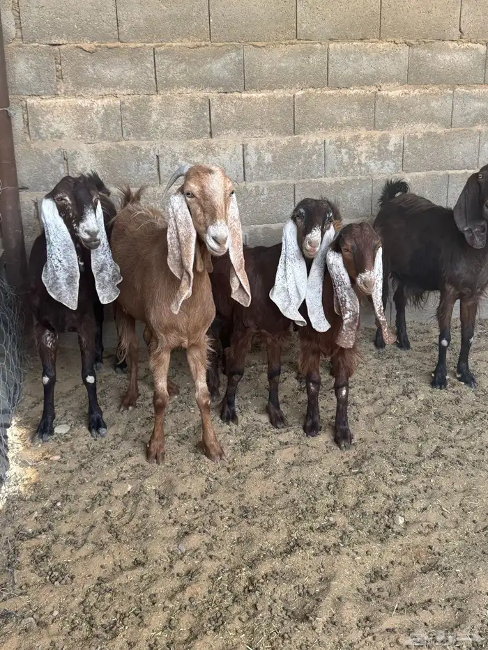 معزا منوه القاني كفوو 11