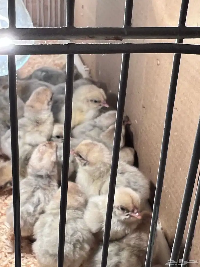 صوص فيومي سيلفر 3