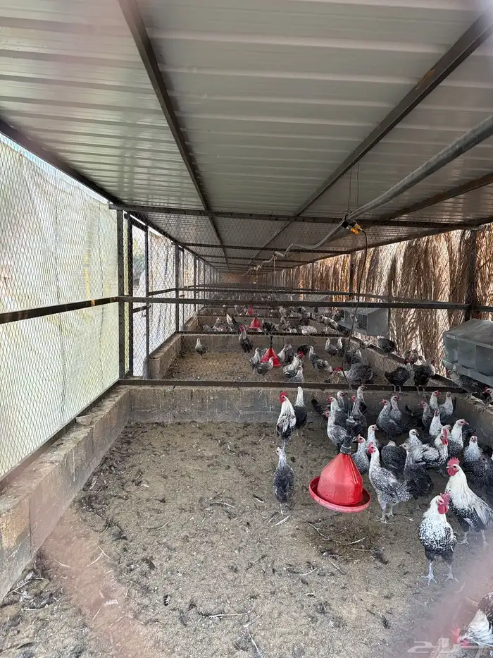 دجاج فيومي للبيع 0