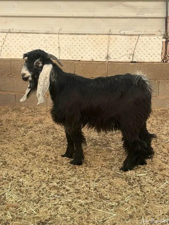 تيس عارضي رباع وتيس ابو 8 شهور 2