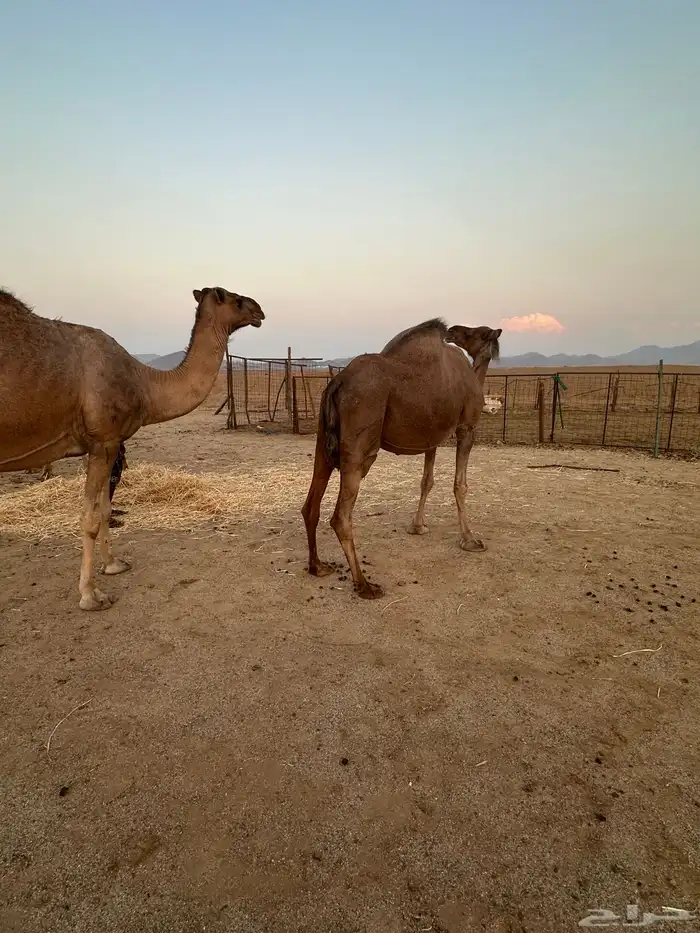 ابل ملاقي ( تم البيع ) 3