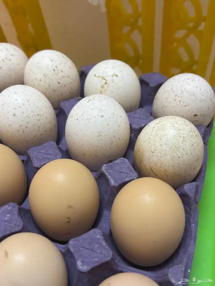 بيض رومي دجاج باكستاني 1