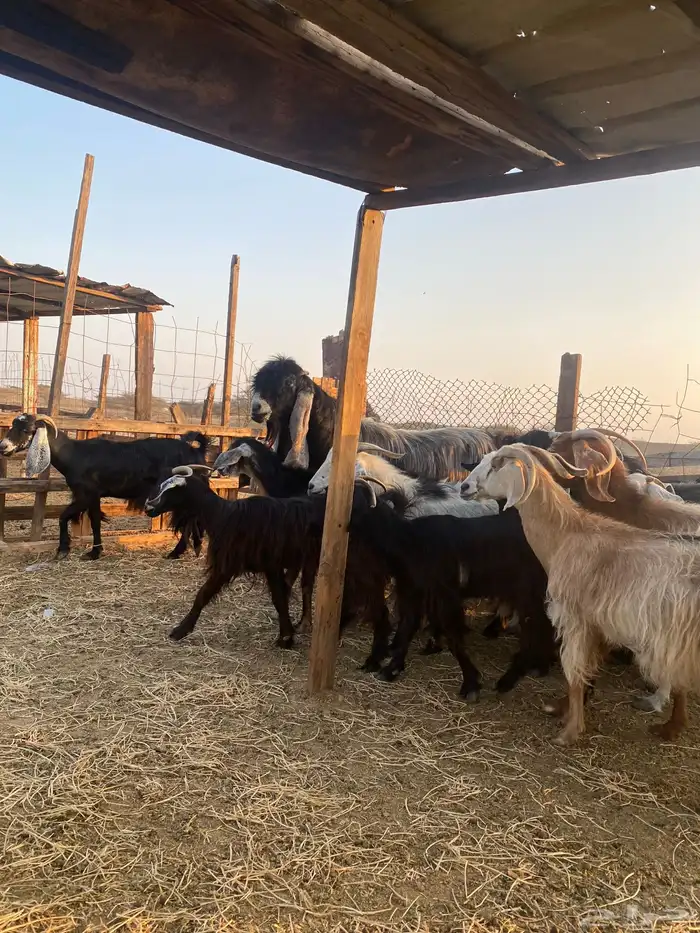 للبيع معزا عوارض وحريات بالفحل دفيع ومضاريع 6