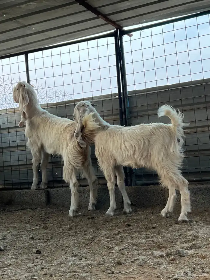 الطائف الحوية 1