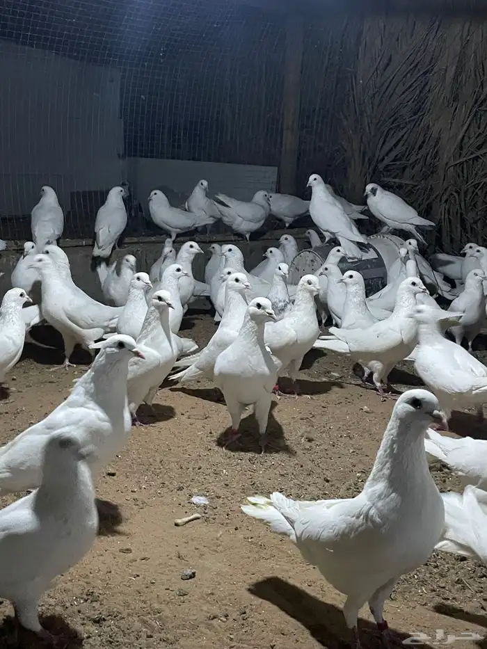 ذكور حمام فرنسي 10