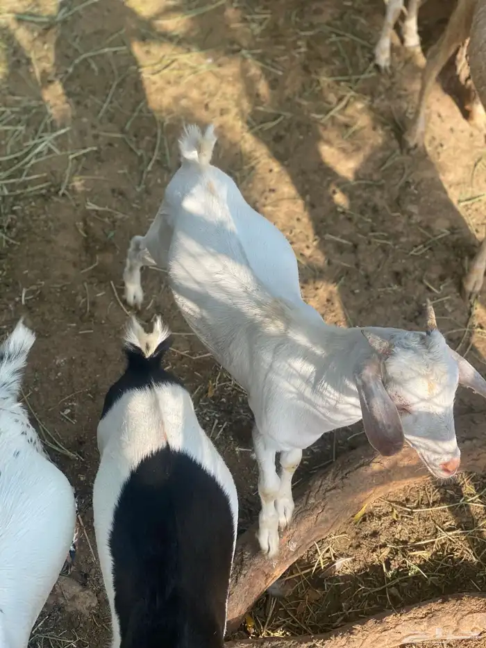 تيوس للبيع 1