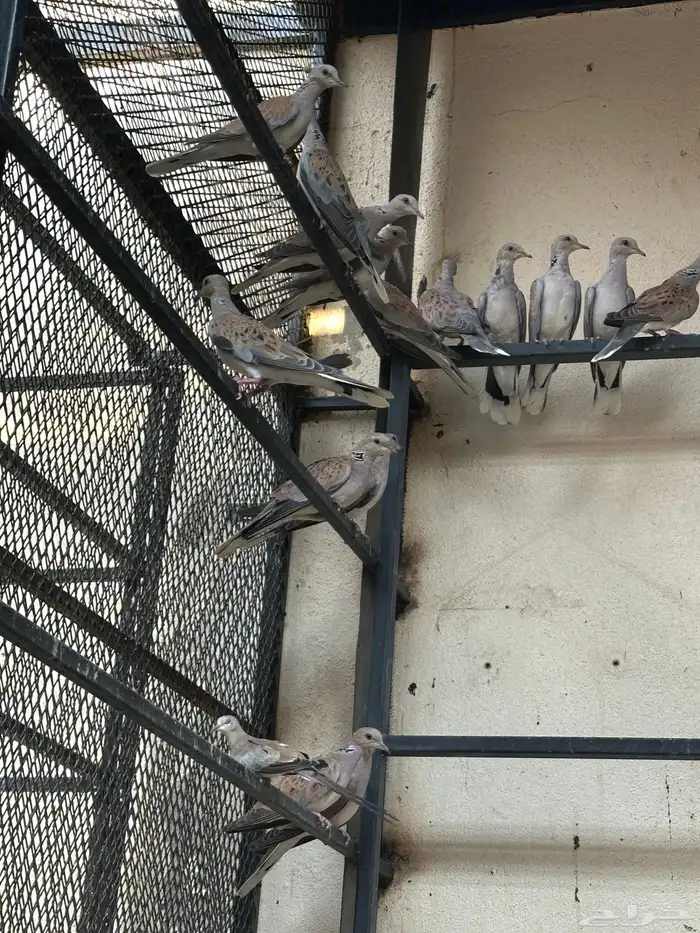 قمري ( نزل ) 2