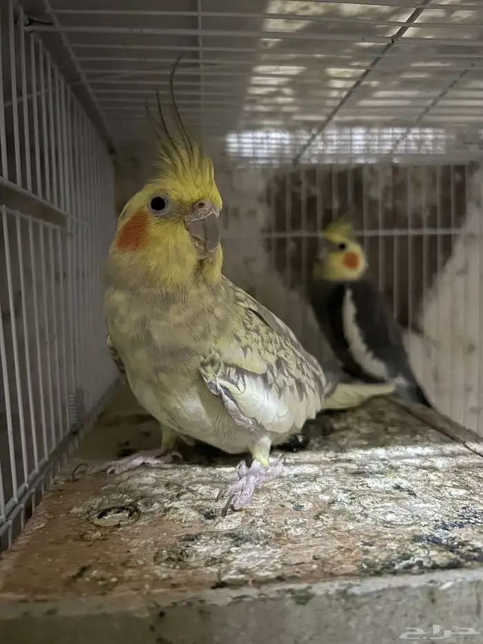 سلام عليكم جوز كروان منتاج 4