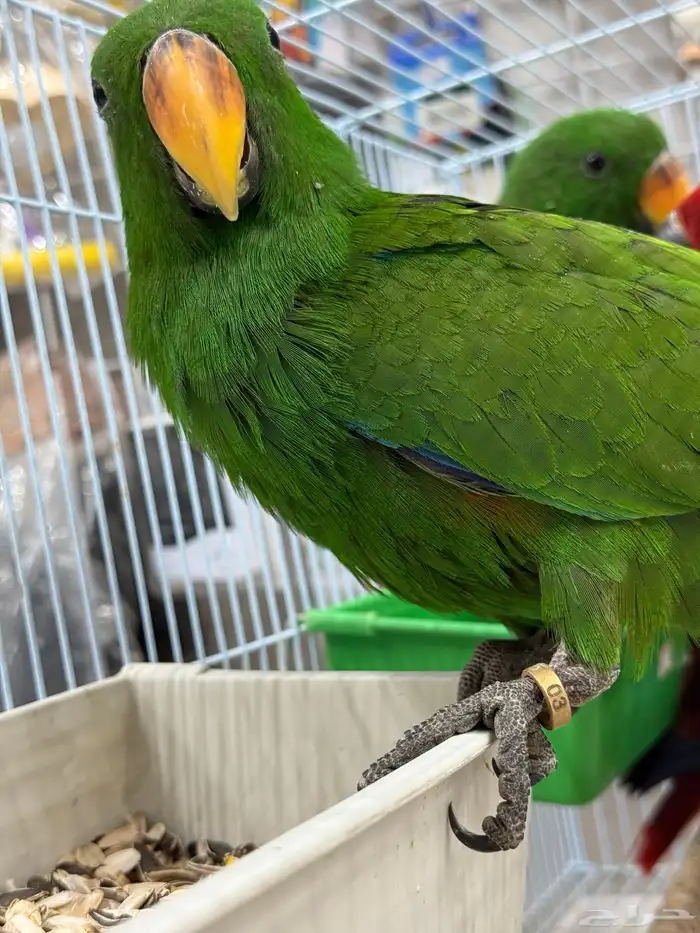 فروخ اكلكتوس 6