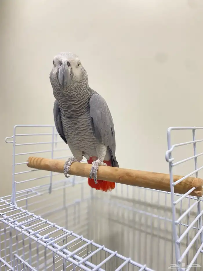 ببغاء كاسكو 1