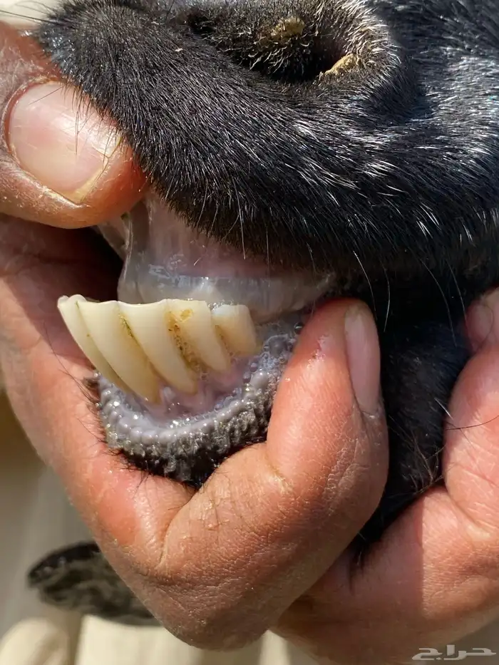 يامدورين الحليب معزا عارضيات حليب وافر شرط 39