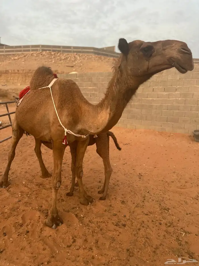 خلفه شعلا مناح وبداوه كفو 2