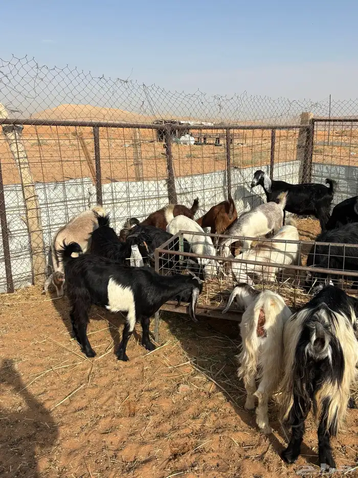 مقاني مراح واحد معزا 0