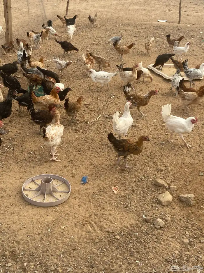 دجاج عمره شهرين إلى ثلاث شهور 0