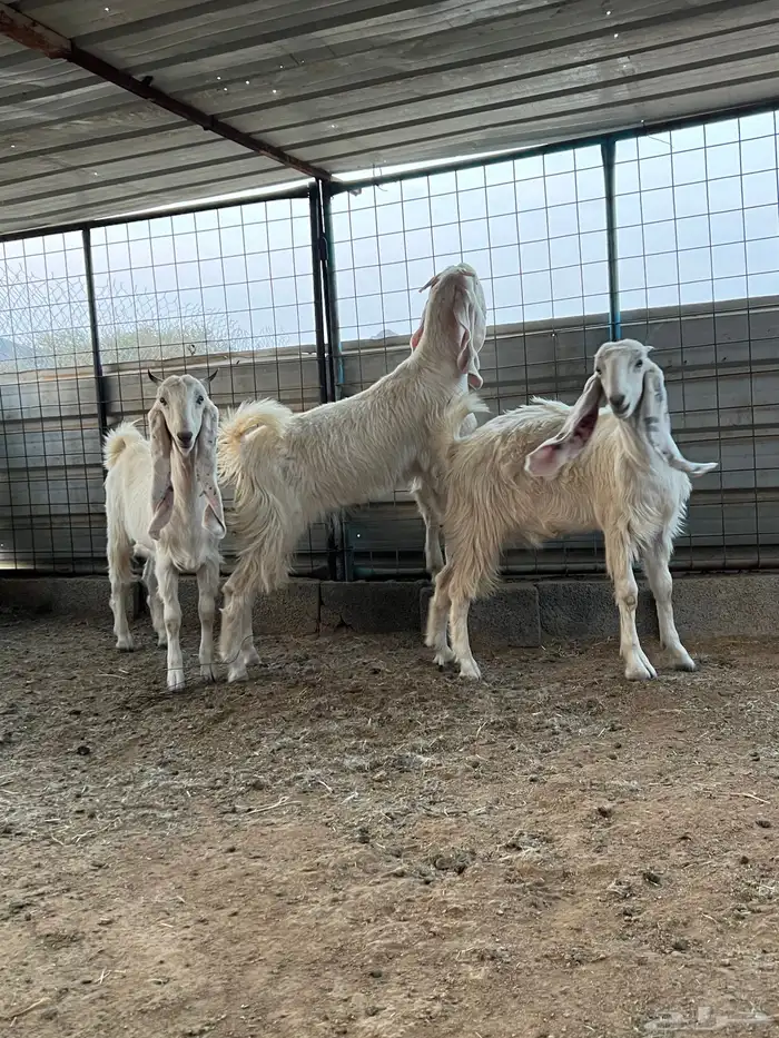 الطائف الحوية 5