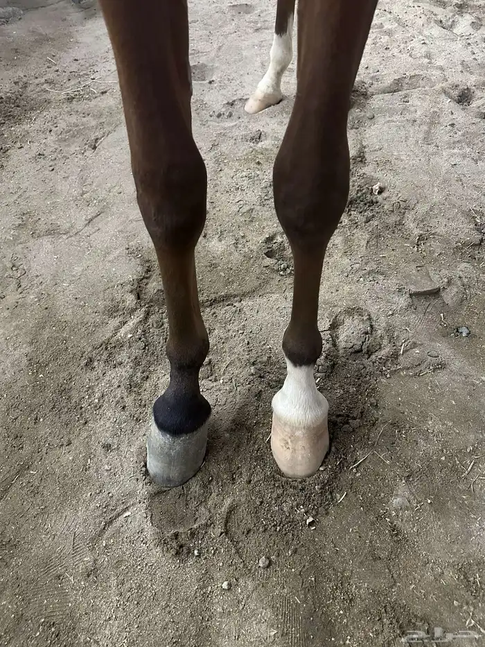 مهره واهو حفيدة ابها قطر 3