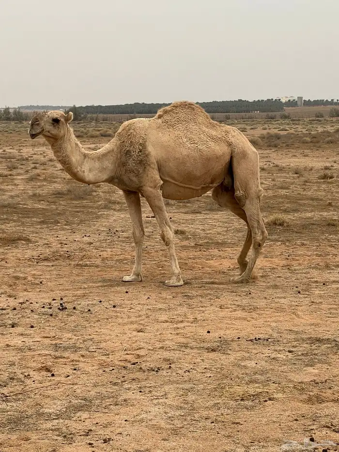 عشرا شقحاء شرط الهدوه والحليب وعشرا صفرا 2