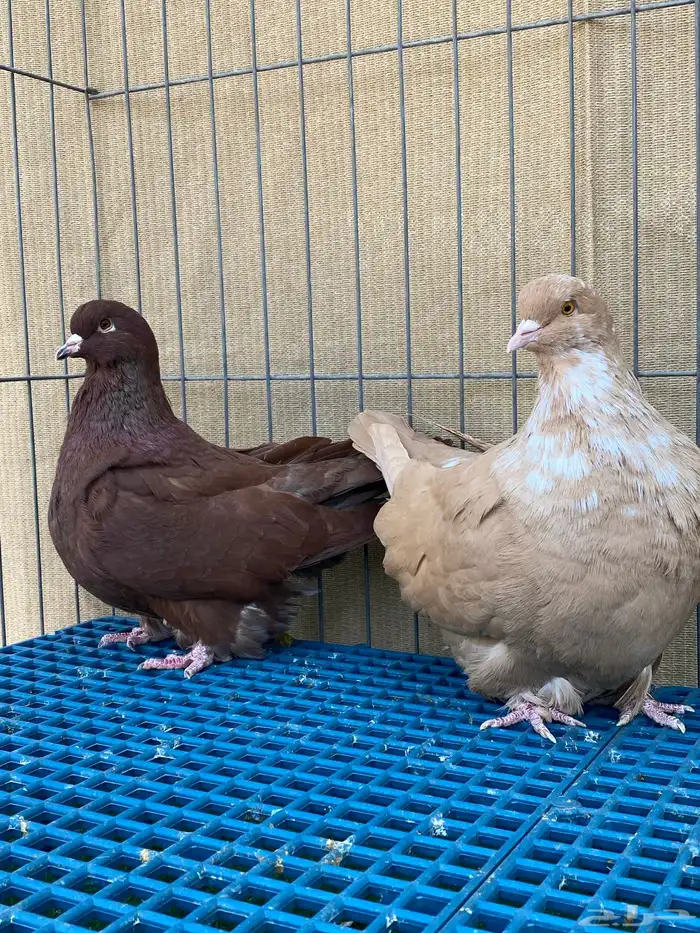 الفرش و الكنق 0