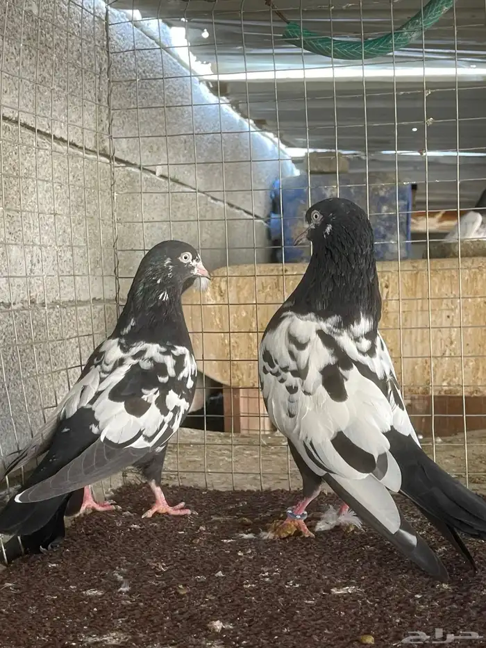 حمام باكستاني 2