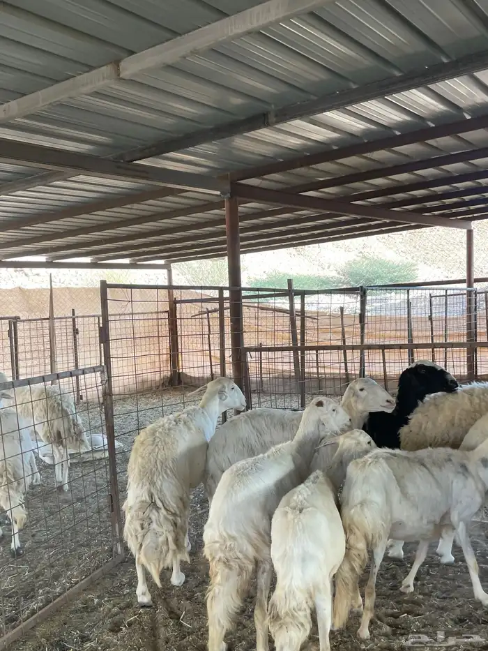 غنم حريات 15 بالفحل 0