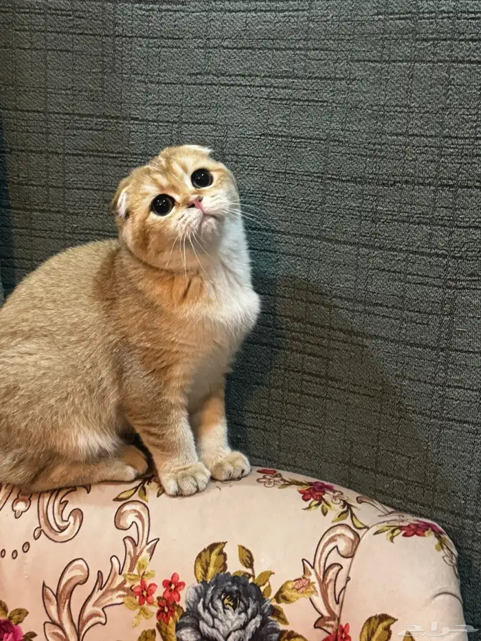 سكوتش فلود البيعه سريعة والقطاوة صحتها ممتازه ولعوبه 5