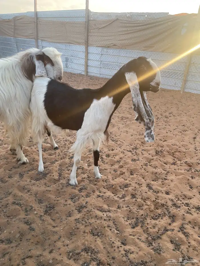 العرض الاول 5 مواعز بفحلها الثاني عنز سدس معها تيس وجفره 6