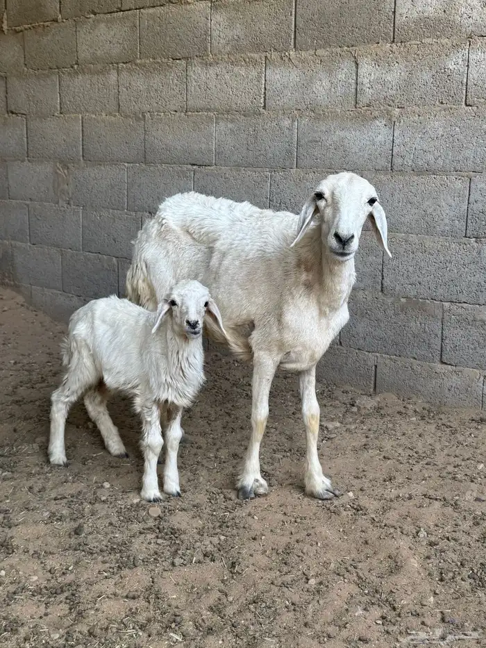 شاه رباع خلفه 0