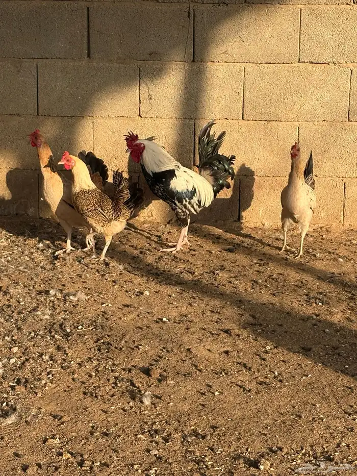 دجاج بلدي بياض عمر صغير 3