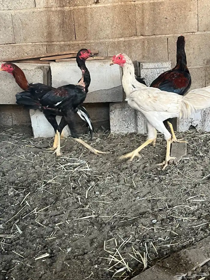 ديكه هجين سندي شامو 3