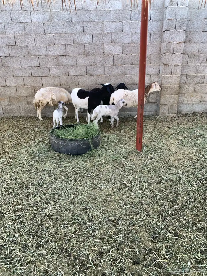 غنم ولد للبيع عدد 4 3