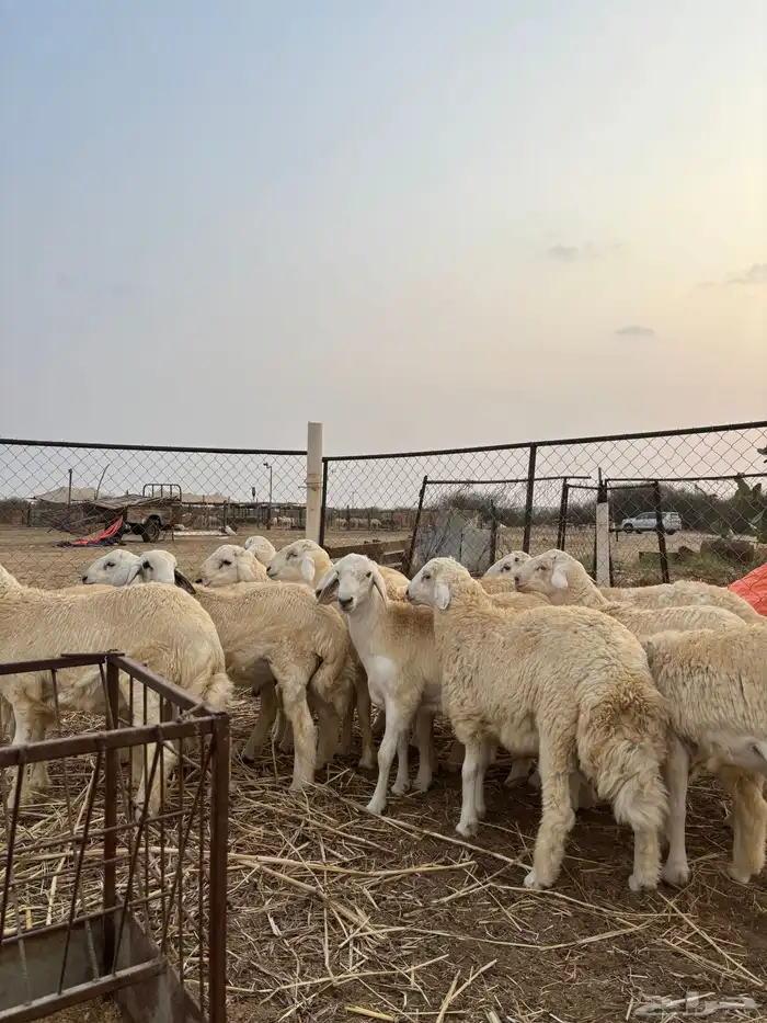 ذبايح للمناسبات 5