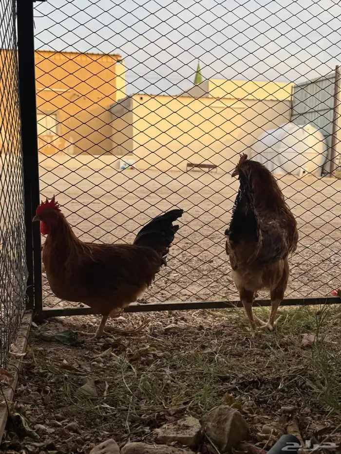 دجاج لوهمان 2