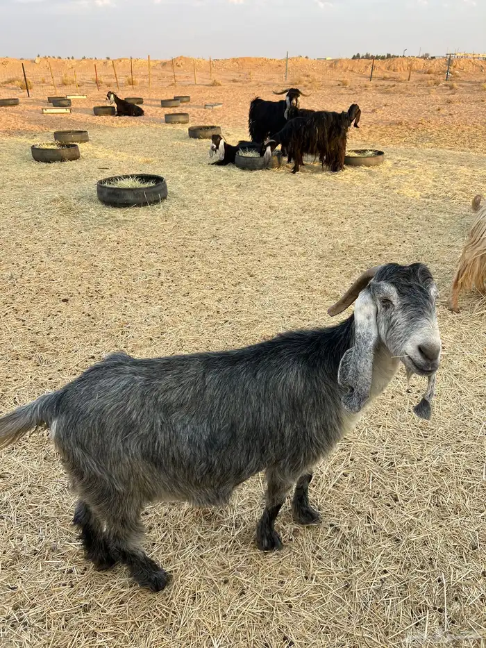 معزاء مضاريع للبيع العدد 9 مع التيس الاعمار سدس 0