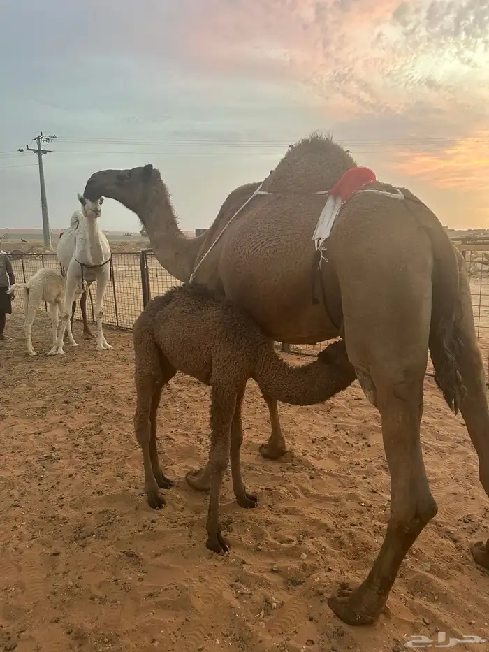 خلفه شعلا مناح وبداوه كفو 0