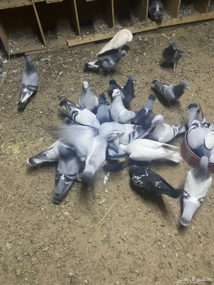 طيور زواجل 2