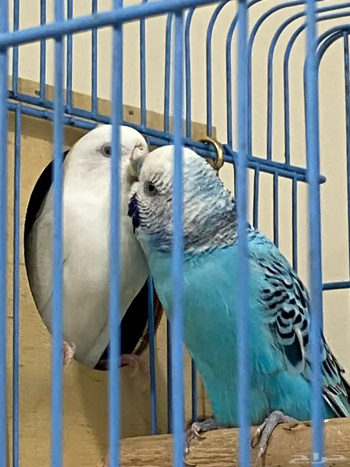 للبيع جوز طيور حب منتجين شرط 0