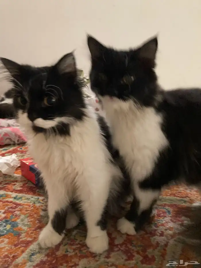 قطط ذكور للتبني معقمه ومطعمه 1