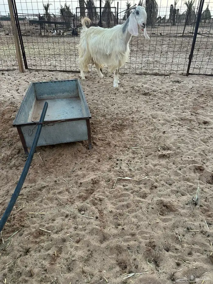 للبيع عنز مشروكة 0