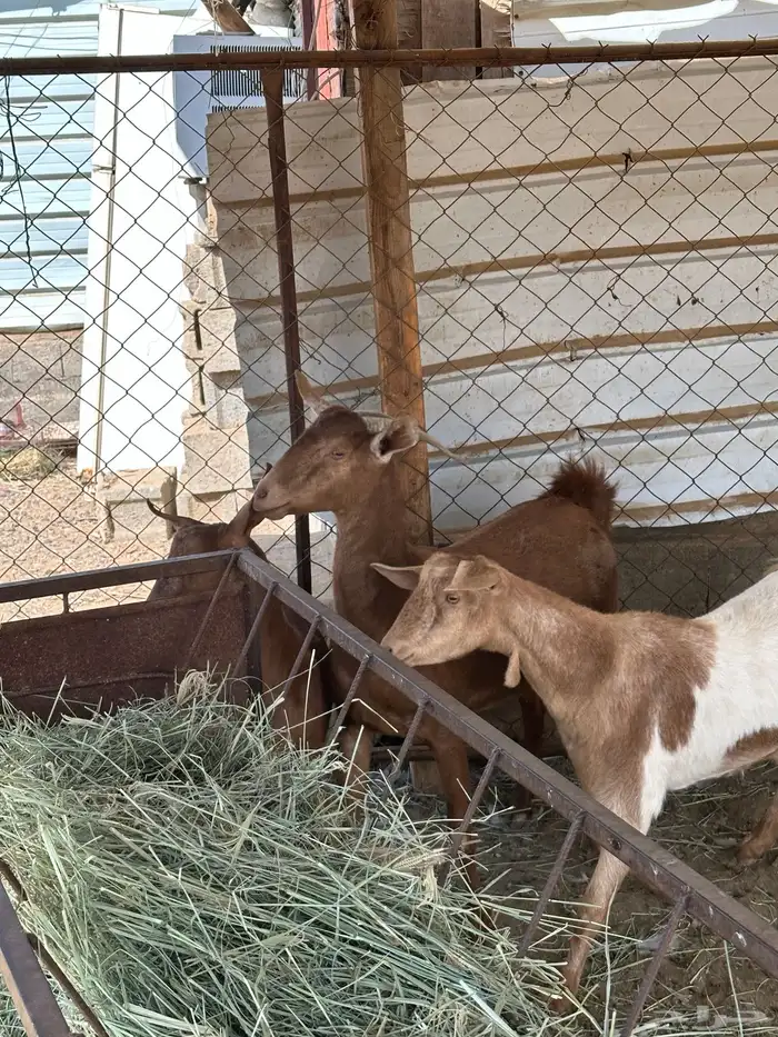 للبيع اربع ماعز دفع مع فحلها 4