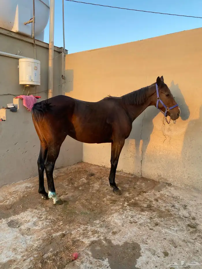 فرس انتاج حيييه 0