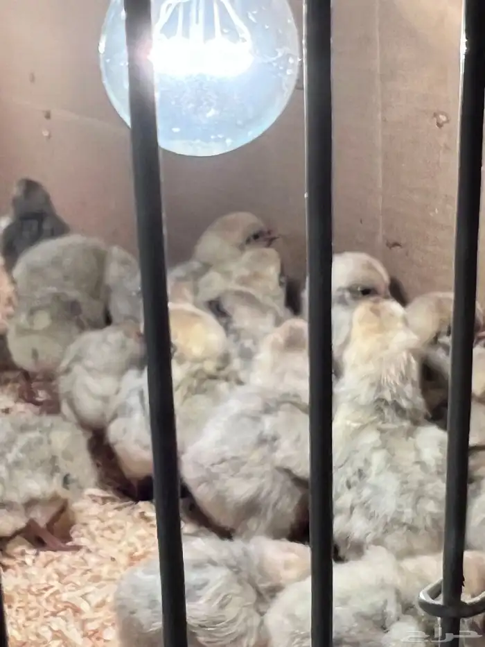 صوص فيومي سيلفر 4