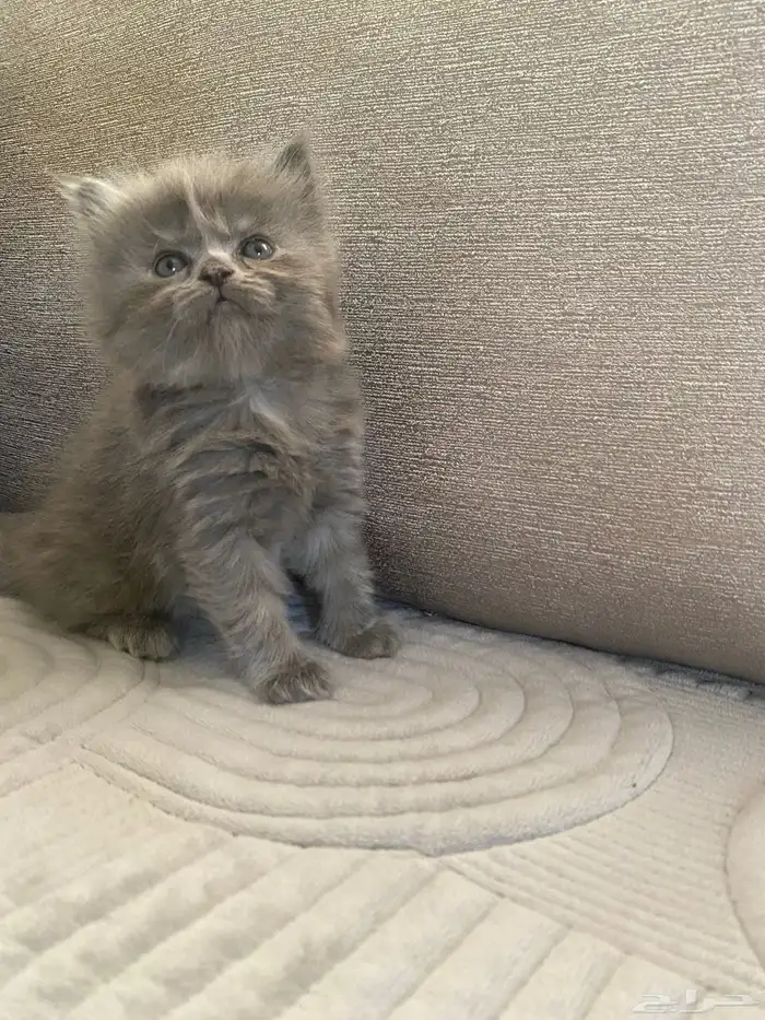 كتتن شيرازيه للبيع 1