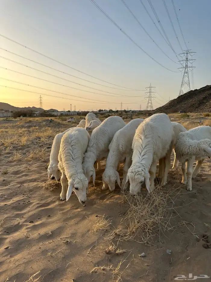 ذبايح حري وسواكني 4