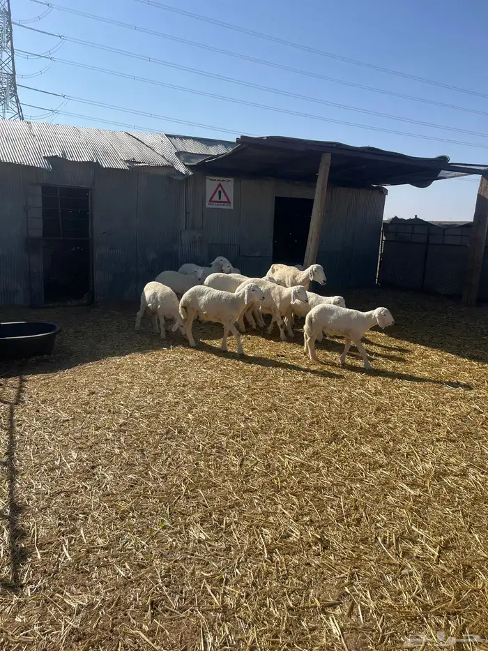 رخال وخرافان فاخر من الاخر مع نعجتين 1