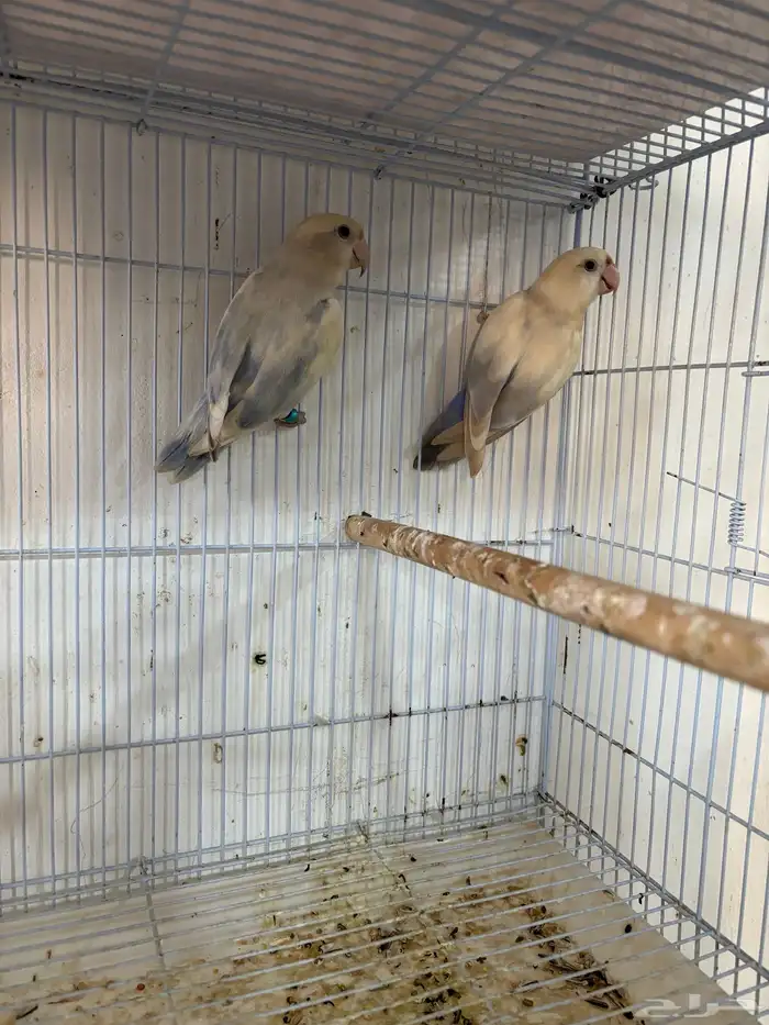 للبيع حبتين روز مجهولين الجنس (البيع ريش ) 2